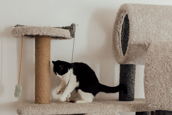 Gato preto e branco junto a uma estrutura com poste de sisal, plataforma e nicho revestidos de tecido.