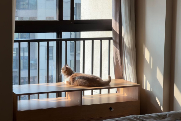 Gato descansando sobre um móvel próximo à janela de um apartamento