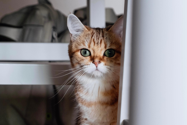 Gato observando o ambiente por trás de um móvel