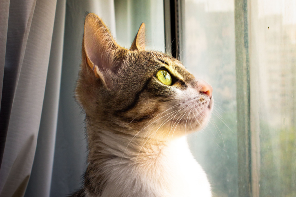 Gato observando pela janela enquanto está sozinho em casa