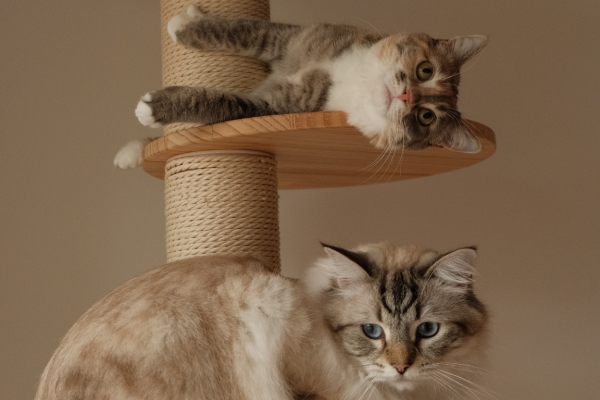 Dois gatos descansando em plataformas de uma torre vertical