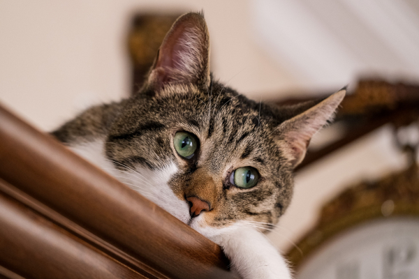 Gato descansando em uma rede elevada dentro de casa