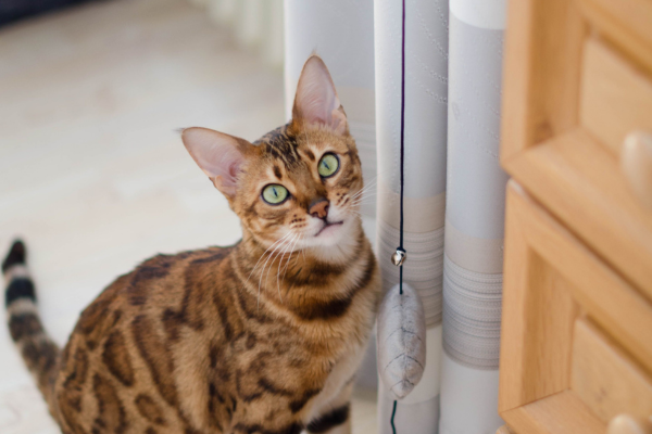Gato dentro de casa olhando para cima próximo a um móvel