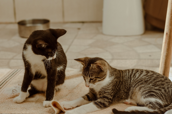Dois gatos sentados lado a lado dentro de casa
