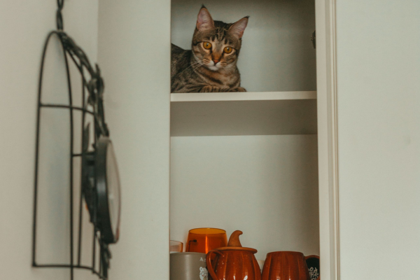 Gato sentado dentro de um armário de cozinha
