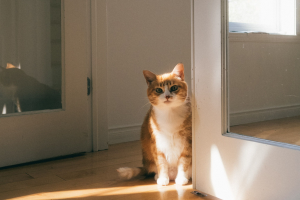 Gato sentado no chão próximo a uma janela iluminada pelo sol