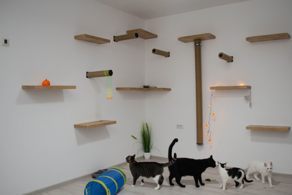 Parede com prateleiras e plataformas formando um circuito vertical para gatos
