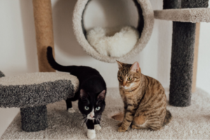 Gatos em uma estrutura com postes arranhadores, plataformas e nicho de descanso