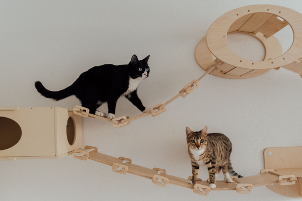 Gatos utilizando uma ponte e um circuito suspenso de madeira instalado na parede