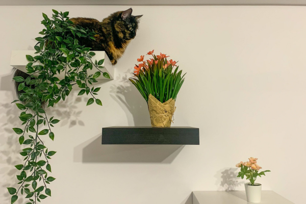 Gato em uma estrutura elevada próximo a vasos e plantas instalados na parede