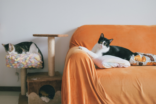 Gatos descansando em um sofá e em uma cama integrados à decoração da sala