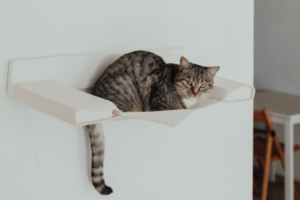 Gato descansando em uma prateleira branca instalada na parede