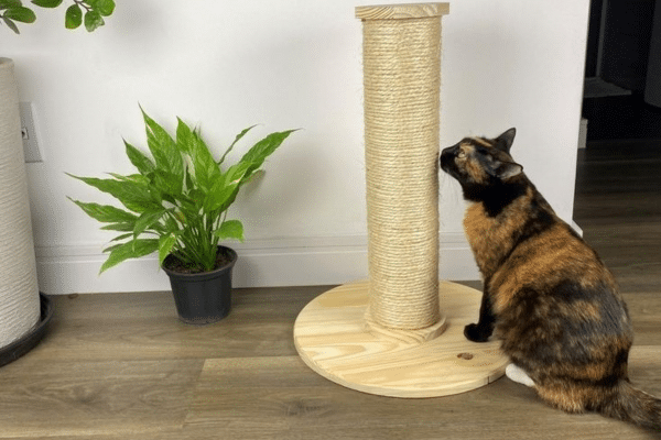 como escolher arranhador para gatos