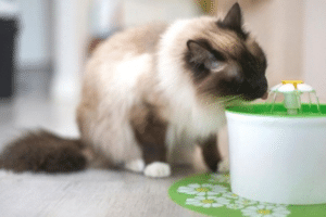 fonte de água para gatos