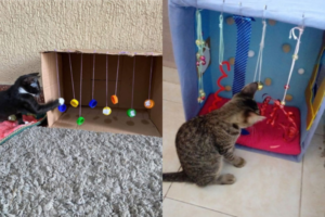 7 ideias de brincadeiras para gatos usando objetos que você já tem em casa