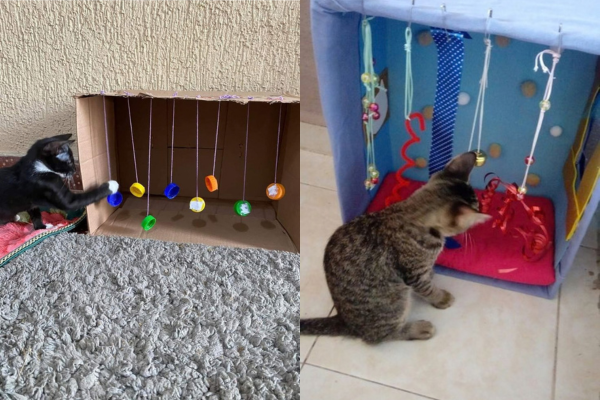 7 ideias de brincadeiras para gatos usando objetos que você já tem em casa