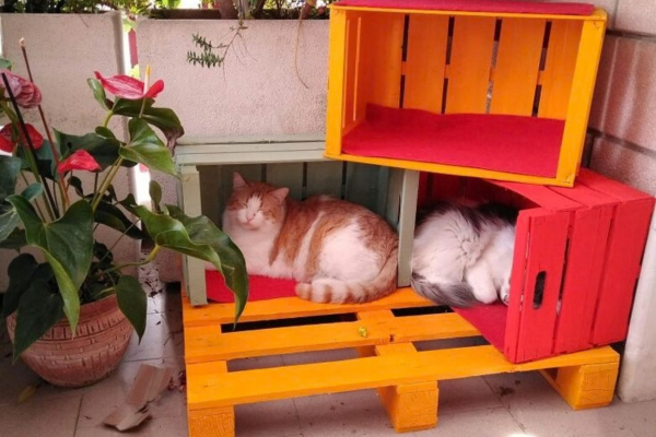 Como montar um cantinho de brincadeiras para gatos em apartamentos pequenos