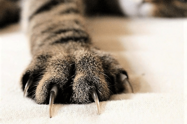 como fazer arranhador para gatos
