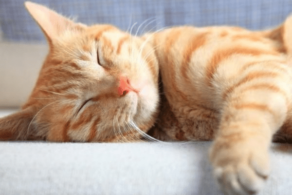 enriquecimento ambiental para gatos